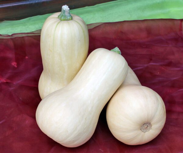 Cucurbita moschata Pluto F1 PMT 2