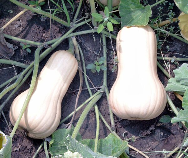 Cucurbita moschata Ponca Butternut