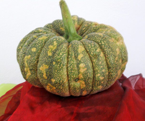 Cucurbita moschata Saint F1