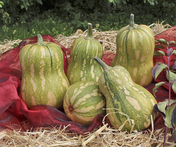 Cucurbita moschata Samurai F1 1