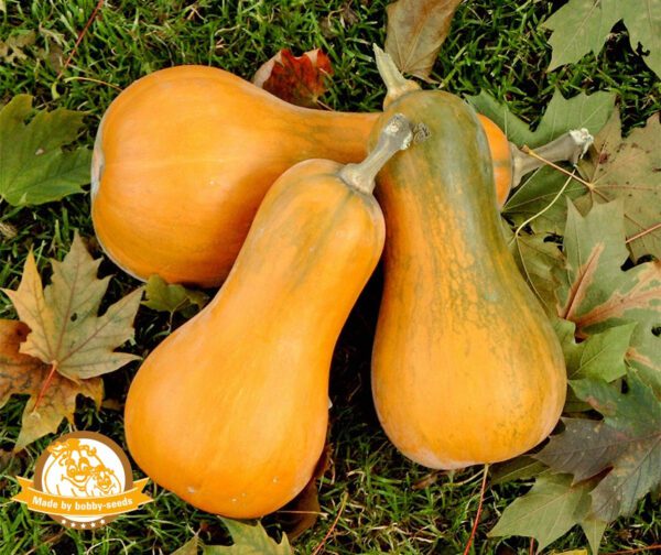 Cucurbita moschata Sonca