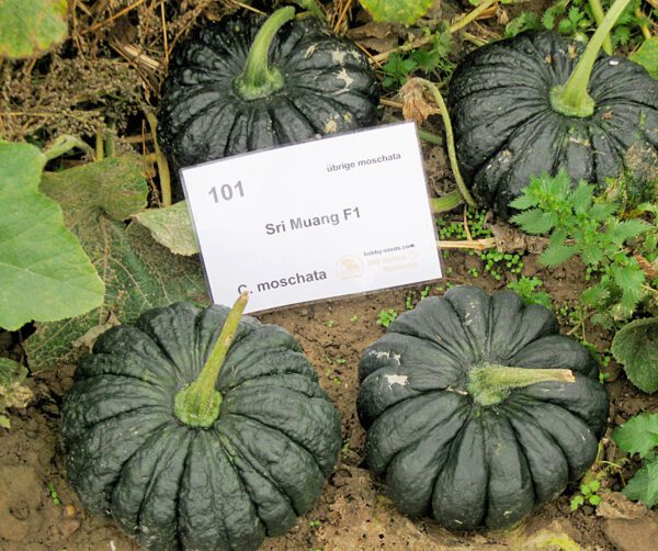 Cucurbita moschata Sri Muang F1