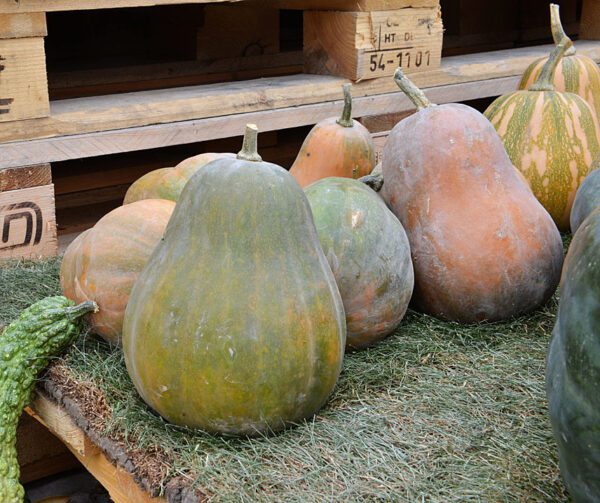 Cucurbita moschata Sweet Berry