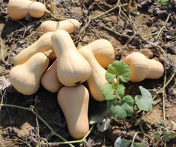 Cucurbita moschata Sweetmax F1