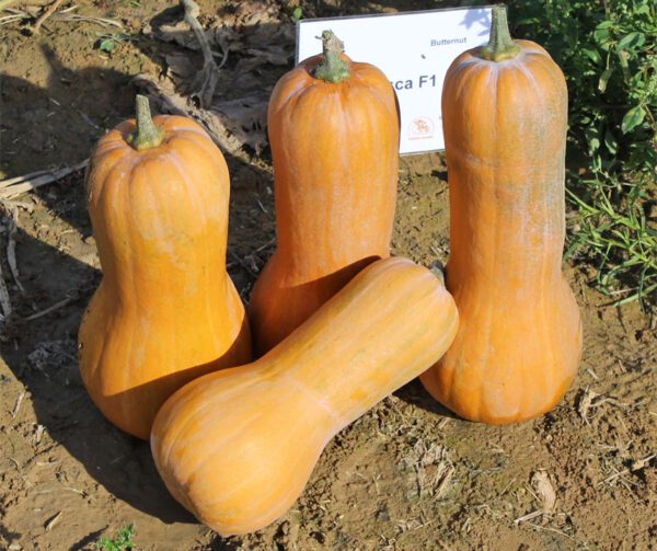 Cucurbita moschata Tosca F1 1