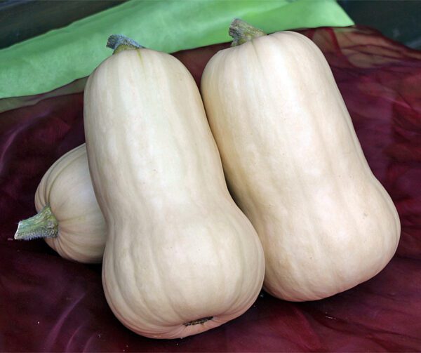 Cucurbita moschata UG 205 F1 PMT 1