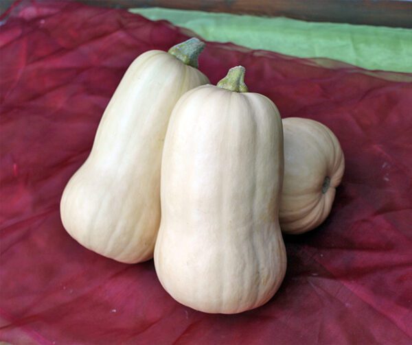 Cucurbita moschata UG 205 F1 PMT 3