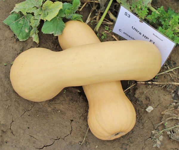 Cucurbita moschata Ultra HP F1