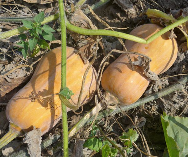 Cucurbita moschata Valencia 2