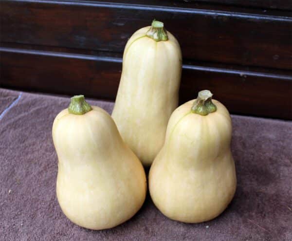 Cucurbita moschata Walnut F1