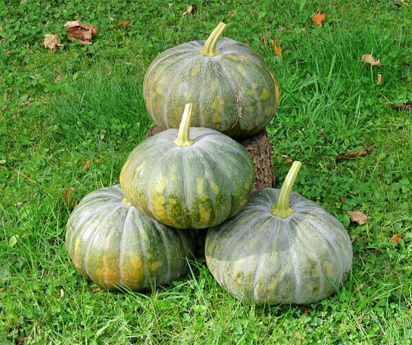 Cucurbita moschata Yualing F1