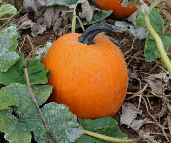 Cucurbita pepo 20 Karat Gold