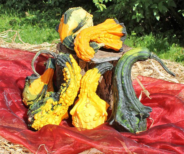 Cucurbita pepo Autumn Wing L