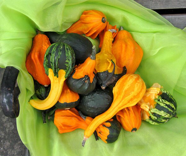 Cucurbita pepo Autumn Wing S