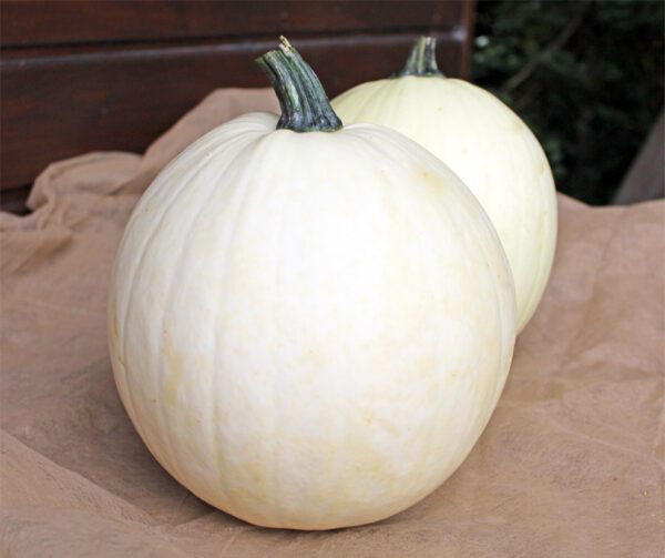 Cucurbita pepo Baby Moon F1 PMT 1