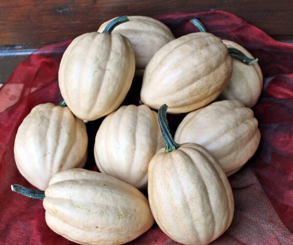 Cucurbita pepo Baked Potato F1 1