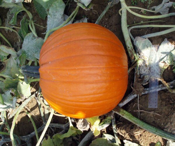 Cucurbita pepo Barrel F1 PMT