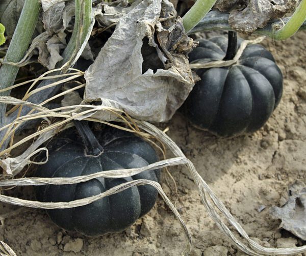 Cucurbita pepo Black Kat F1 PMT 2