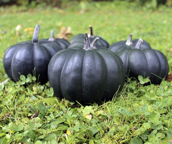 Cucurbita pepo Black Kat F1 PMT