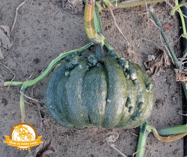 Cucurbita pepo Black Warted Portuguese