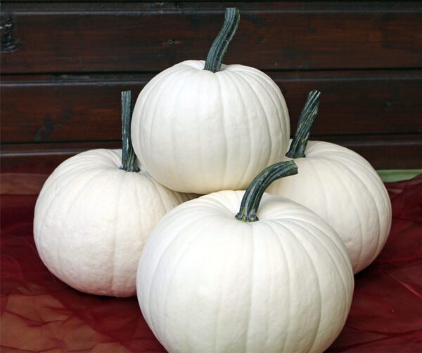 Cucurbita pepo Blanco F1 PMT