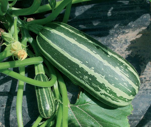 Cucurbita pepo Bush Baby F1