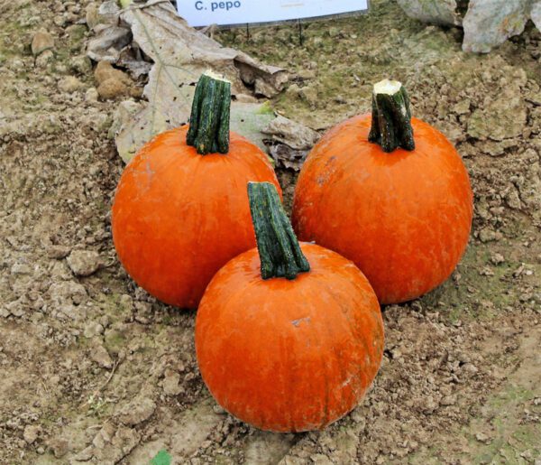 Cucurbita pepo Cannonball F1 1