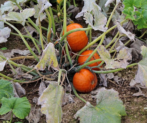 Cucurbita pepo Cannonball F1 2