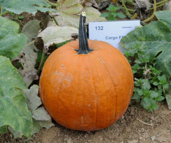 Cucurbita pepo Cargo PMT F1 1