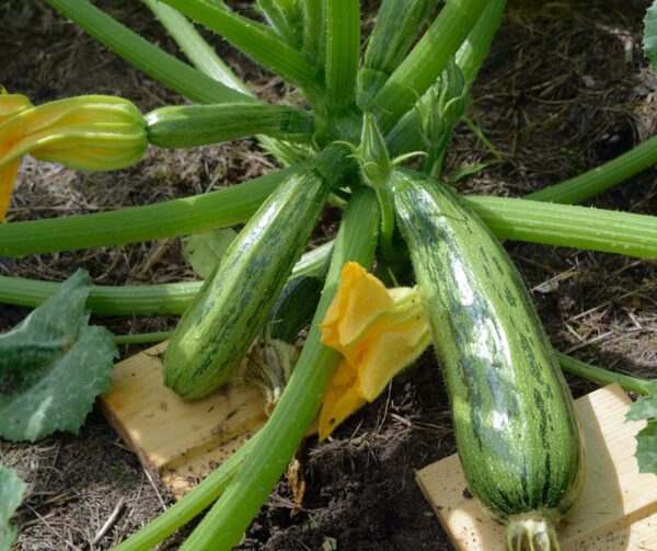 Cucurbita pepo Caserta