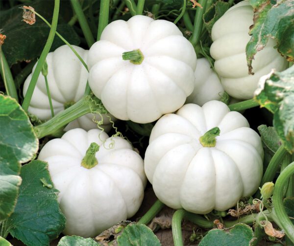 Cucurbita pepo Casperita F1 PMT