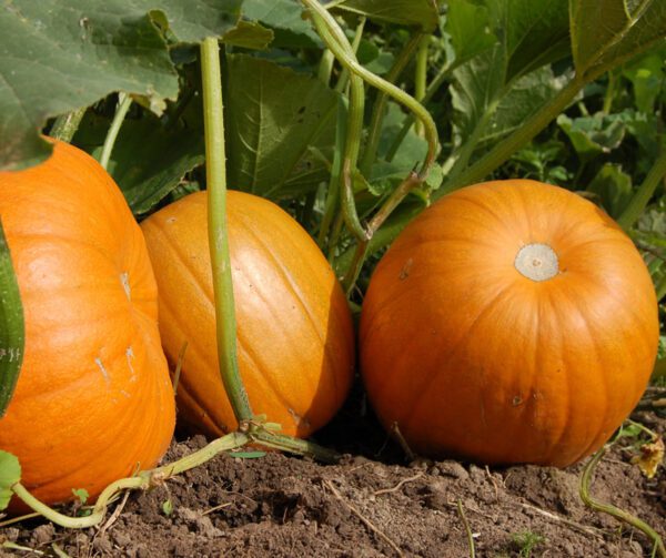 Cucurbita pepo Connecticut Field