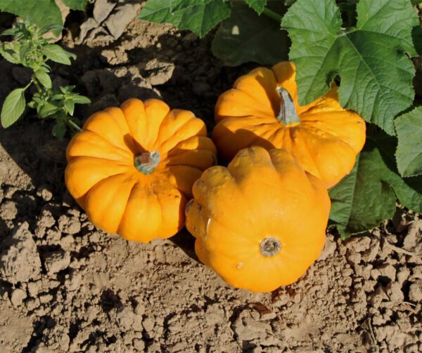 Cucurbita pepo Coronation F1 1