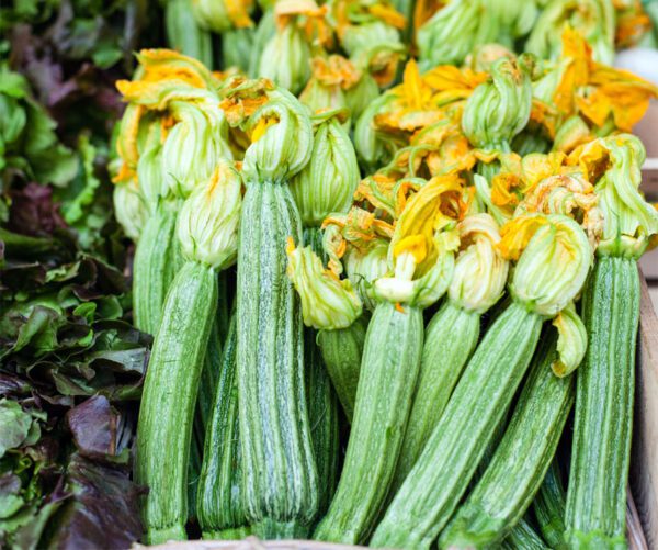 Cucurbita pepo Costata Romanesco 1