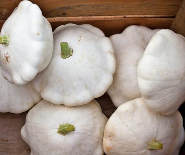 Cucurbita pepo Custard White