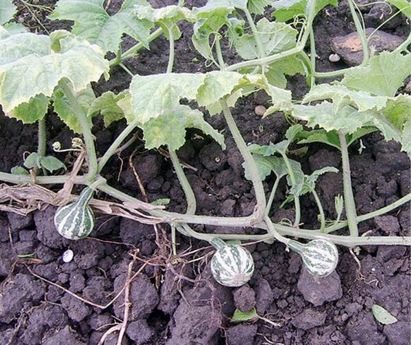 Cucurbita pepo Dancing Gourd 1