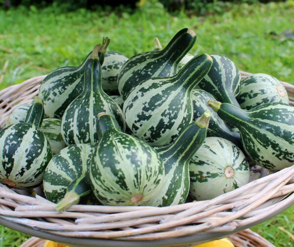 Cucurbita pepo Dancing Gourd