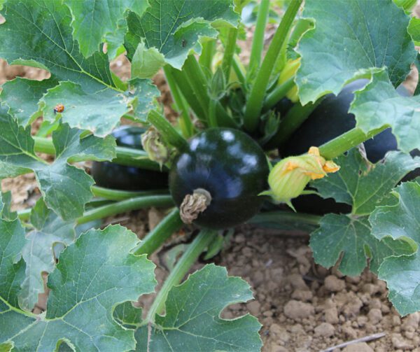 Cucurbita pepo Eight Ball F1 1