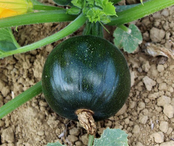 Cucurbita pepo Eight Ball F1 3