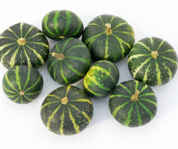 Cucurbita pepo Flat Striped 1