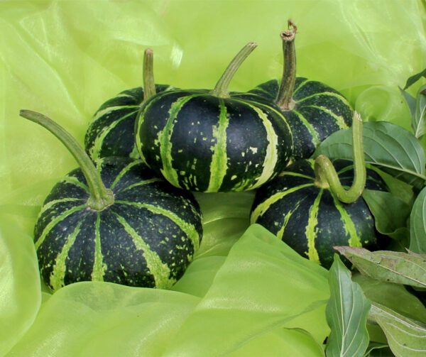 Cucurbita pepo Flat Striped