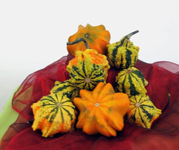 Cucurbita pepo Galaxy of Stars F1