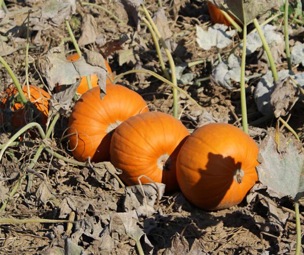 Cucurbita pepo Ghostrider 1