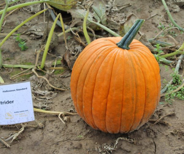 Cucurbita pepo Ghostrider 2