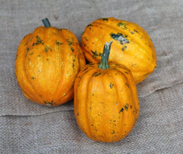 Cucurbita pepo Gills Golden Pippin 1