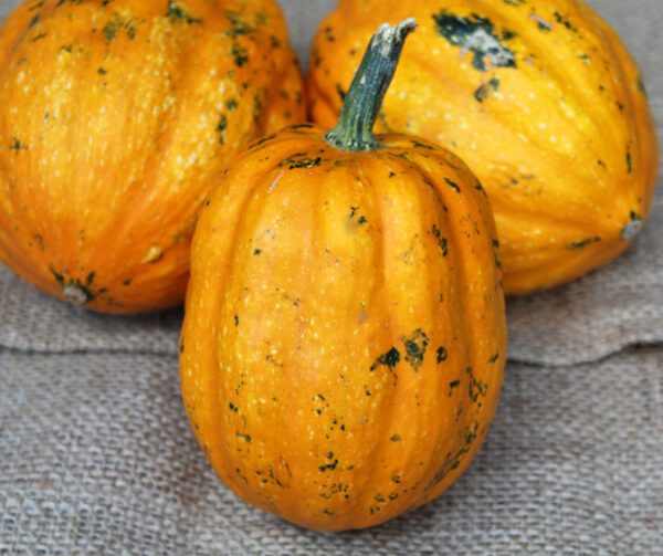 Cucurbita pepo Gills Golden Pippin