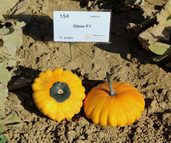 Cucurbita pepo Glow F1 1