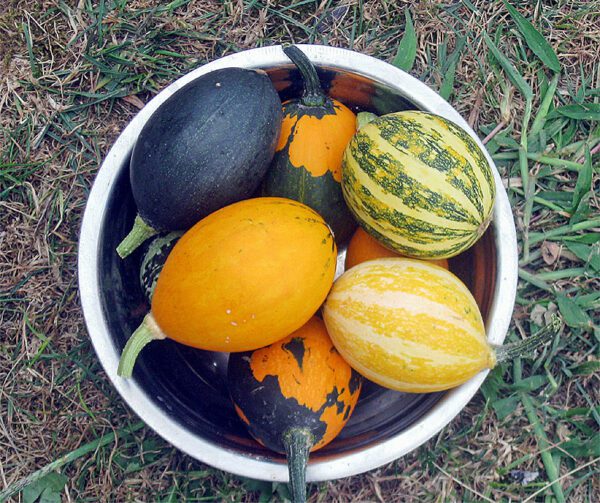 Cucurbita pepo Goblin Eggs