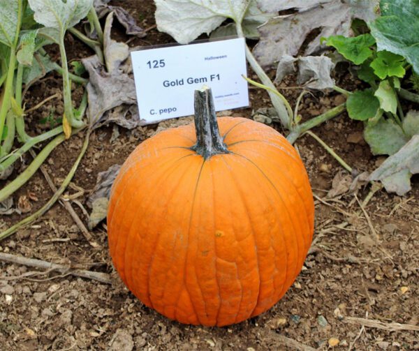 Cucurbita pepo Gold Gem F1