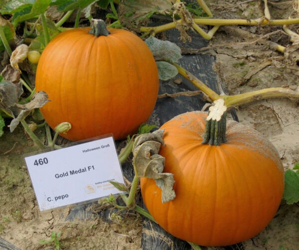 Cucurbita pepo Gold Medal F1 1